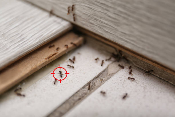 Best Pest Removal Services  in Benton, IL