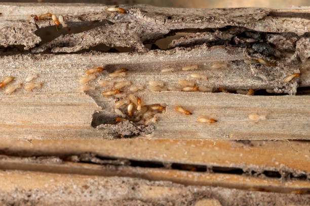 Best Best Pest Control Companies  in Benton, IL