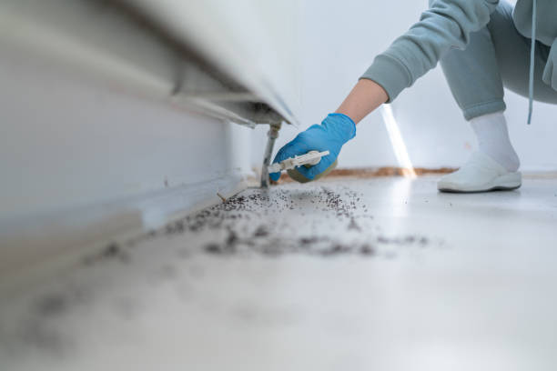 Best Flea Control Services  in Benton, IL